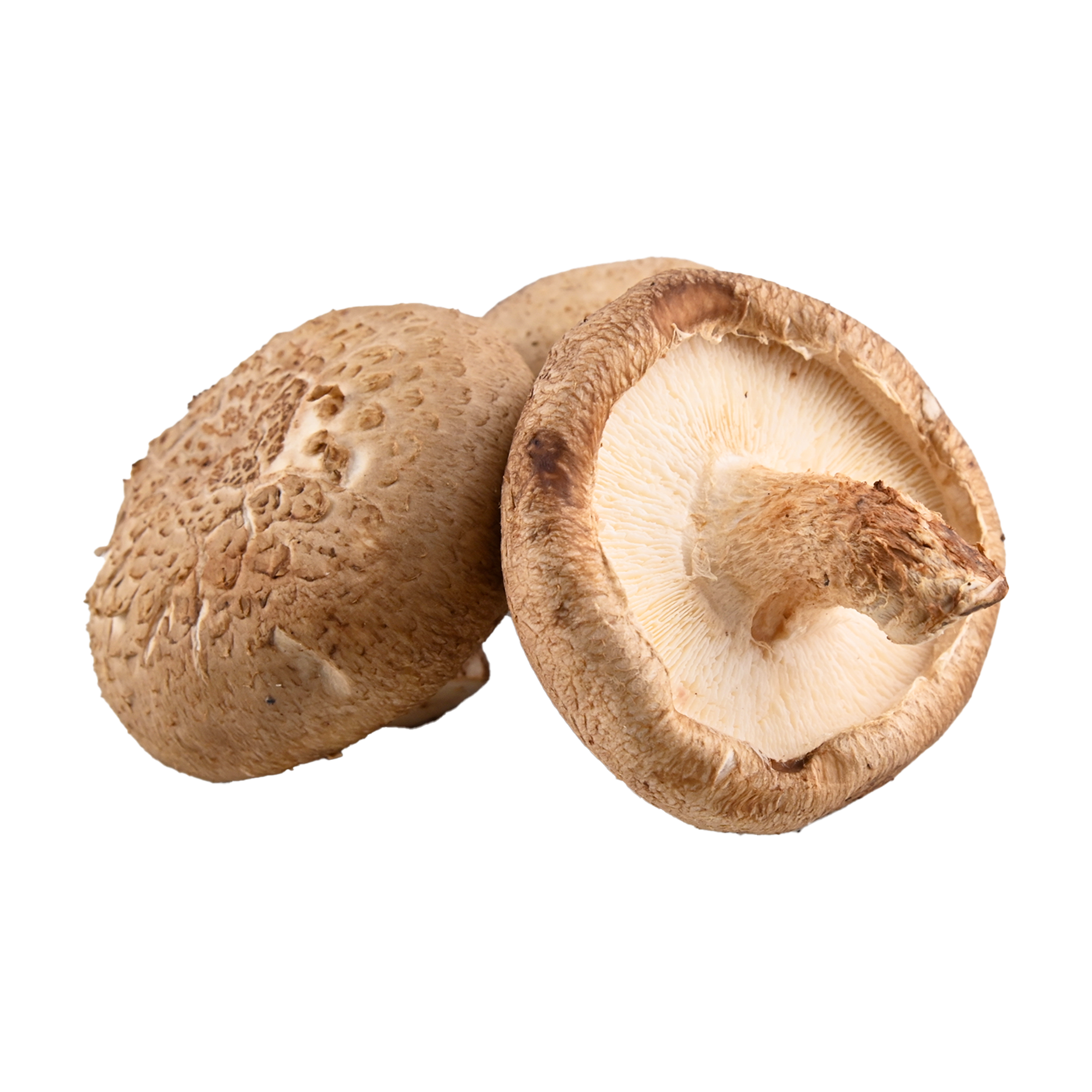 Shiitake